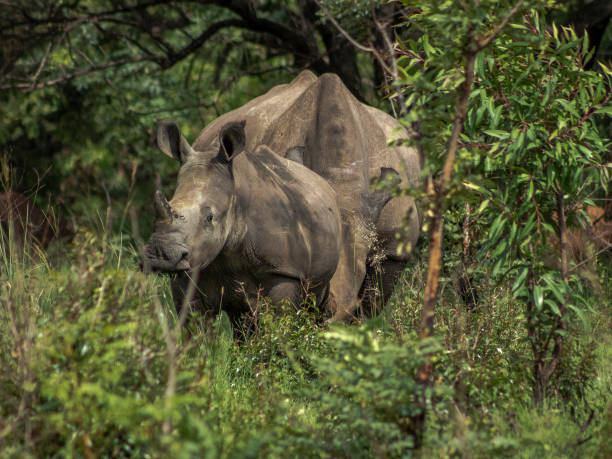 istock Wildlife captured in natural surrounding 1197243729