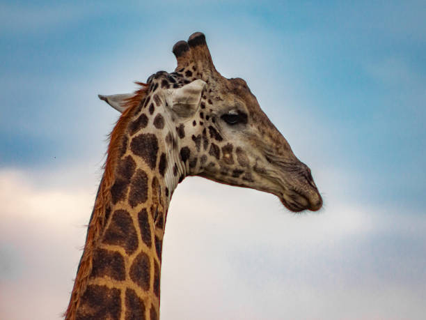 istock Wildlife captured in natural surrounding 1197243749