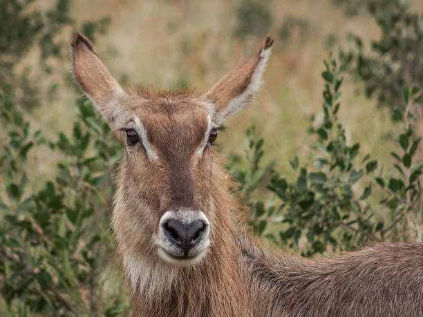 istock Wildlife captured in natural surrounding 1197243752
