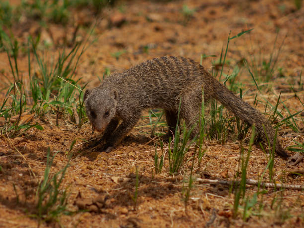 istock Wildlife captured in natural surrounding 1197243762