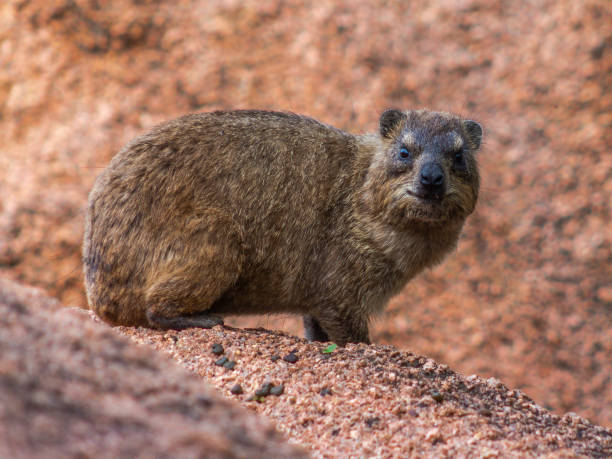 istock Wildlife captured in natural surrounding 1197243766