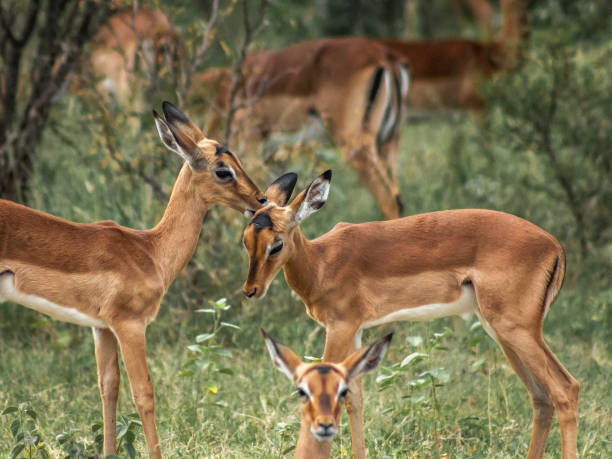 istock Wildlife captured in natural surrounding 1197243767