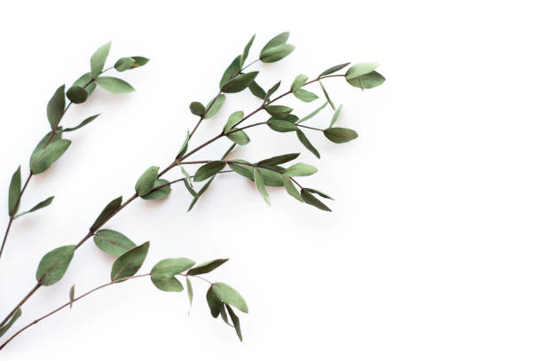 istock Green branch on a white background, small green leaves. 1197243836