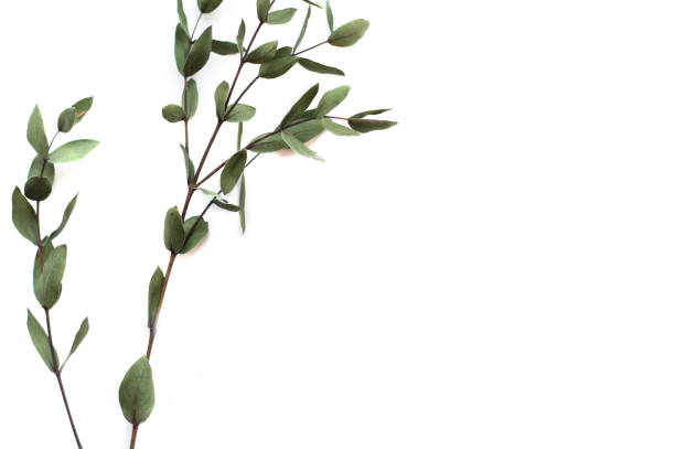 istock Green branch on a white background, small green leaves. 1197243852