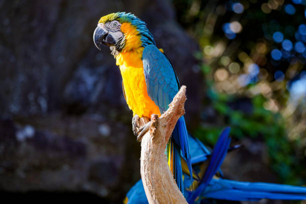 istock Blue-winged Macaw : Ara ararauna in the bird forest. 1197243886