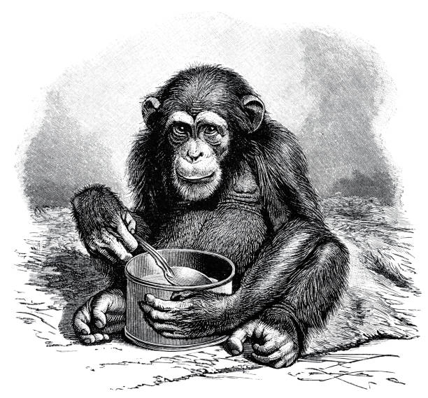 Chimpanzee with spoon and mug Illustration from 19th century ape illustrations stock illustrations