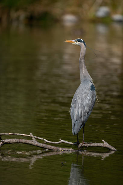 istock a north american great blue heron 1197245156