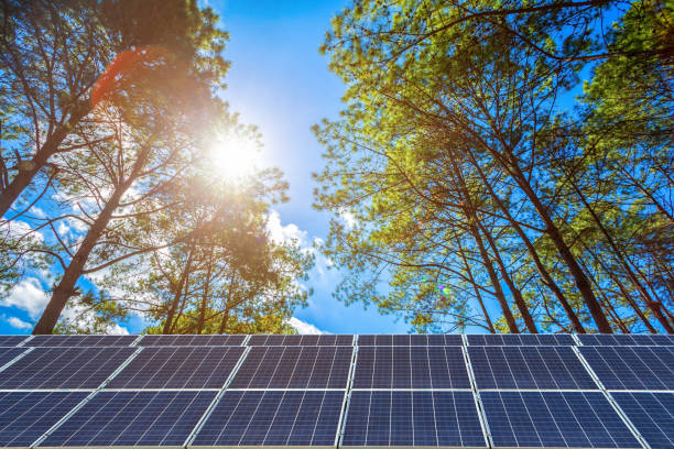 pannello solare sull'estate della foresta di larici con alberi diversi, concetto di energia alternativa, energia pulita, energia verde. - solar collector foto e immagini stock