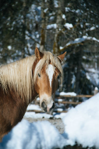 istock Brown horse in paddock: Idyllic scenery in winter 1197249203