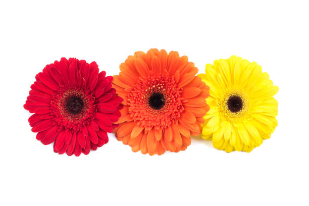 istock Three gerbera flowers isolated on white background. 1197249313