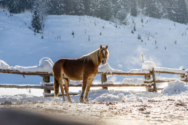 Closeup of brown horse is standing on an idyllic paddock in winter, sunshine