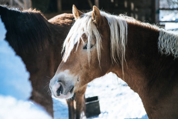 istock Brown horse in paddock: Idyllic scenery in winter 1197249869