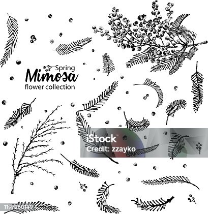 istock Set of hand-drawn sketch elements for branches of mimosa flower in yellow and green color. A good idea for your design poster, greeting card, web banner. 1197250149