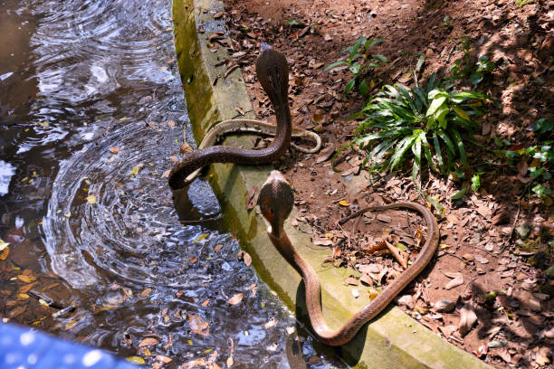 paar cobra schlangen - cobra snake aggression king cobra stock-fotos und bilder