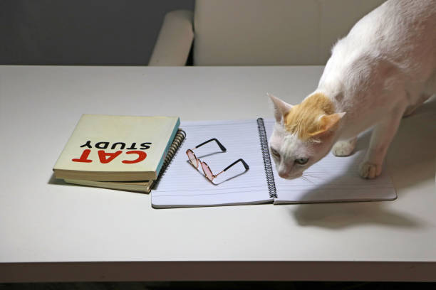istock White cat standing on the notebook with glasses and cat study book beside the cat on the table. 1197253031