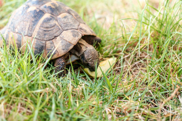 istock Photo of a small land turtle 1197253093