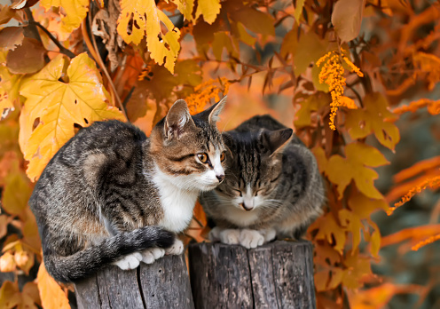 Two young gray striped cats, with brown eyes, are sitting on a stump in a bright autumn garden. Portrait of pets, outdoors, in the village.