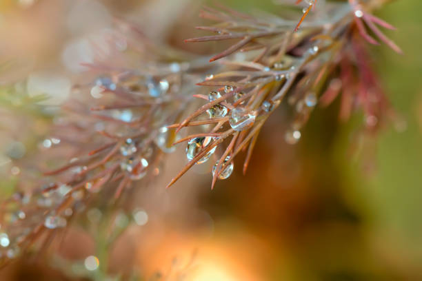 istock Large drops of dew on the branches of a young dill 1197253995