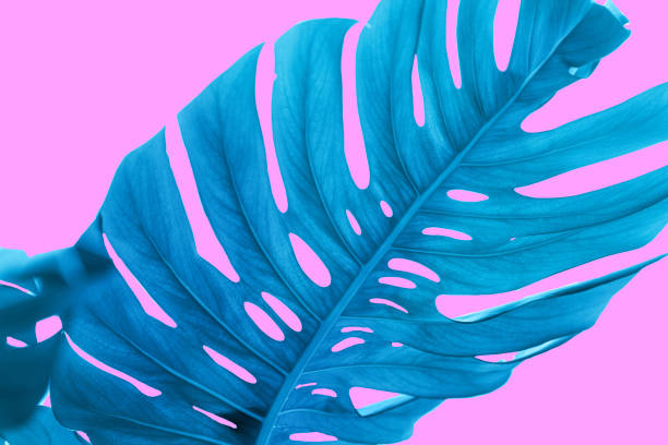 istock blue monstera leaves on a pink background 1197254300