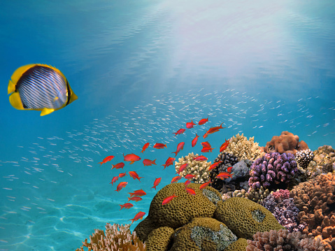 Photo of a tropical Fish on a coral reef. Red Sea.