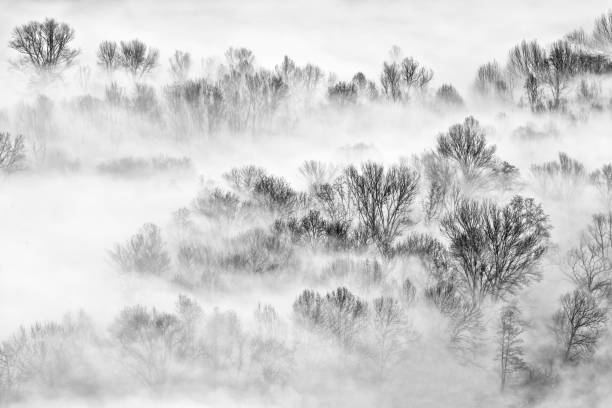 istock Trees and fog at sunrise 1197255478