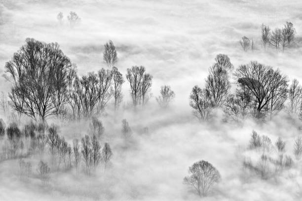 istock Trees and fog at sunrise 1197255540