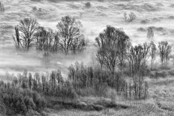 istock Trees and fog at sunrise 1197255705