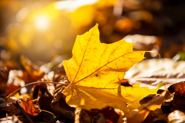 Autumn background. Yellow maple leaf lit by the sun