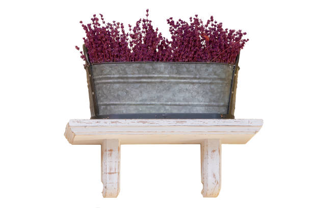 Color image depicting a selection of rare and exotic plants and flowers in a row with wooden steps in a domestic garden. Room for copy space.