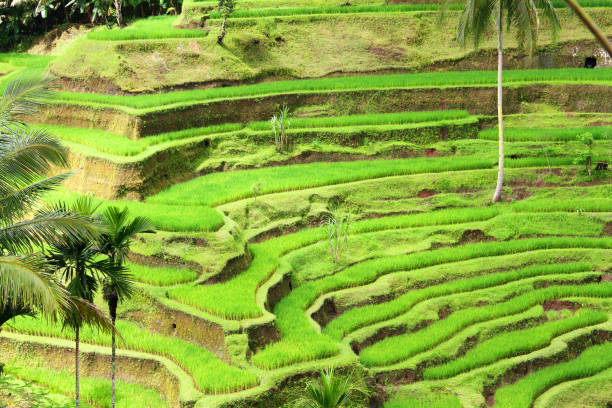 istock Beautiful Rice Terraces in Ubud, Bali 1197257356
