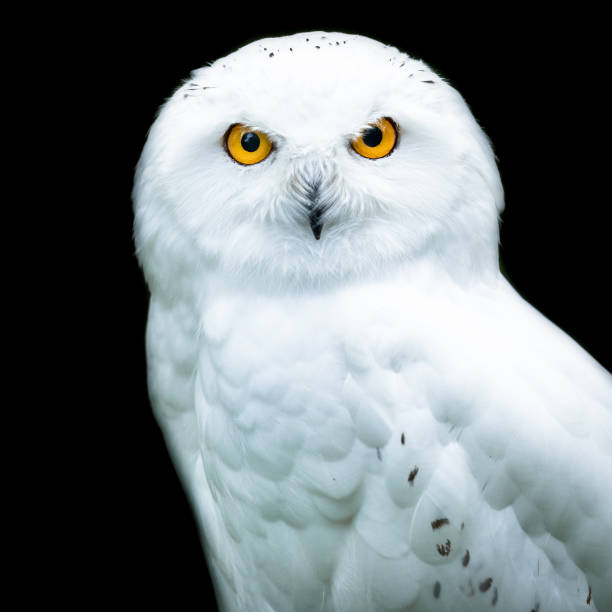 istock Snowy owl with a black background 1197257439