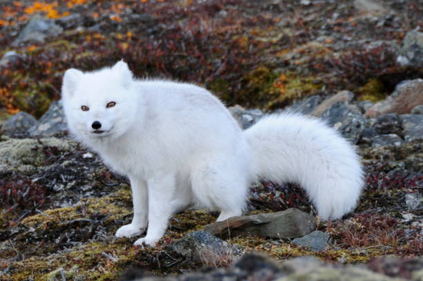 istock Arctic fox with winter coat, Longyearbyen, Svalbard 1197257805