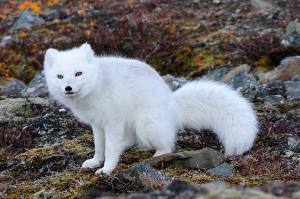 Arctic Fox With Winter Coat Longyearbyen Svalbard Stock Photo - Download  Image Now - iStock