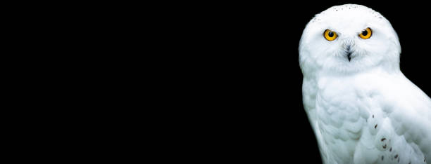 istock Snowy owl with a black background 1197257981
