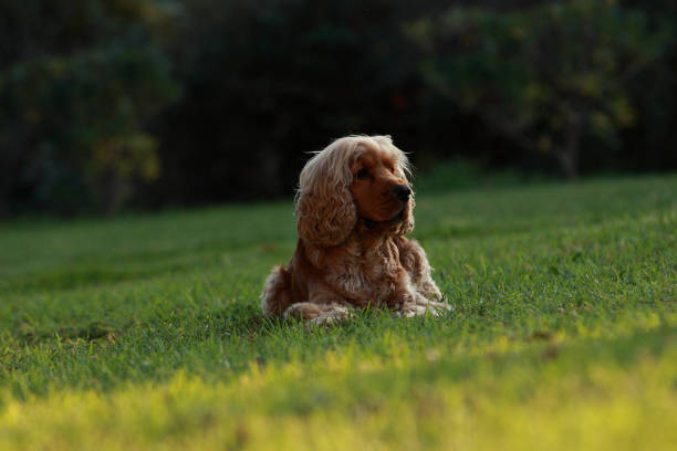istock English Cocker Spaniel playing in the park at sunset 1197259599