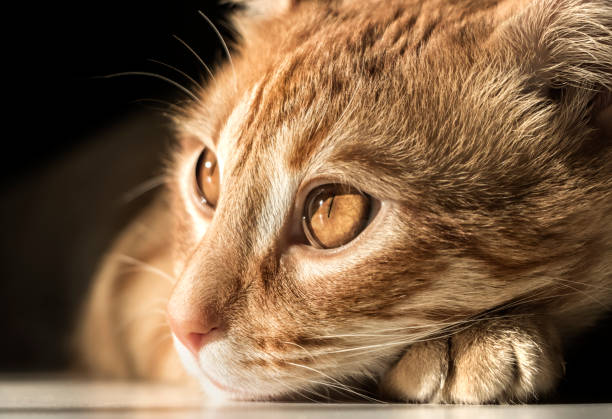 istock Beautiful domestic cat with features 