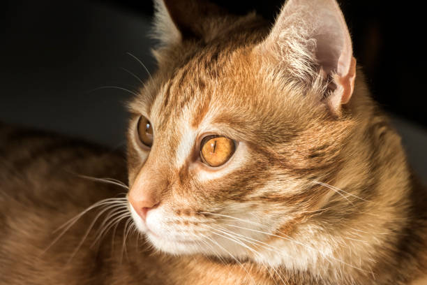 istock Beautiful domestic cat with features 