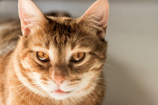 istock Beautiful domestic cat with features 