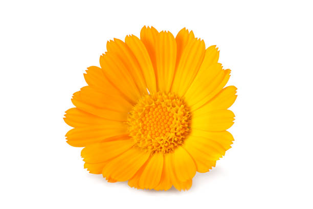 istock marigold flower head isolated on white background. calendula flower. macro 1197263118