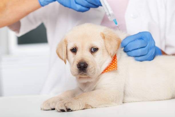 Cute labrador puppy dog getting a vaccine at the veterinary doctor Cute labrador puppy dog getting a vaccine at the veterinary doctor - lying on the examination table animal arm photos stock pictures, royalty-free photos & images