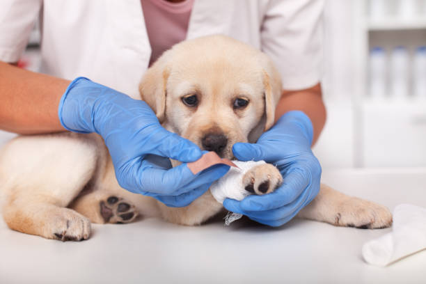 istock Cute labrador puppy dog getting a bandage on its paw 1197263157
