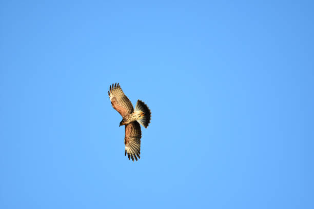 istock Underside view of banking Snail Kite with spread wings catching light 1197263346