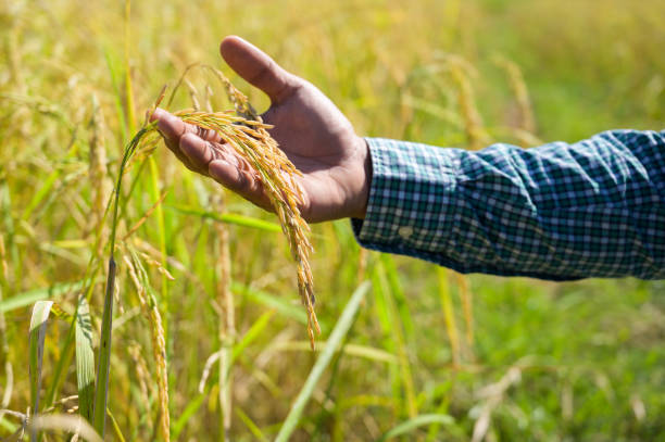 istock Male hand tenderly touching a young rice in the paddy field. 1197264241