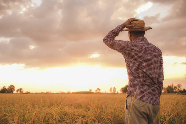 istock Young asian farmer and paddy field 1197264575