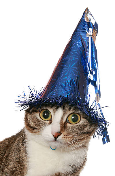 istock Funny cat is in a festive hat 119726583