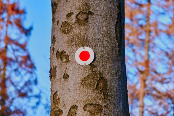 istock Red dot on a tree trunk to mark the course of a hiking trail, typical German marking for hikers to find the right way 1197265921