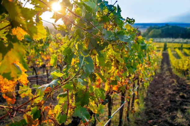 Photo of Vineyard on Lake Trasimeno in Umbria Italy