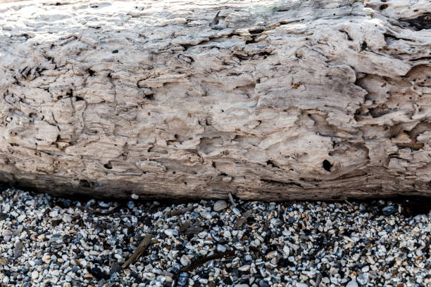 texture of a beach ashore at sea