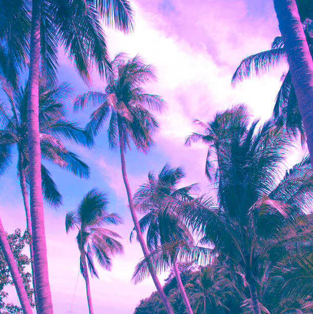 Sylwetka palm kokosowych w zachodzie słońca z filtrem vintage. Wzór niebieskiego i różowego tła – zdjęcie