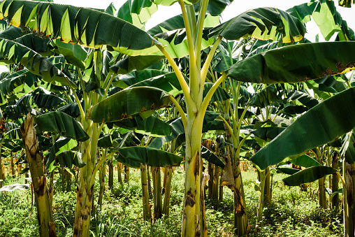 Banana plantation, Cienfuegos Province, Cuba
